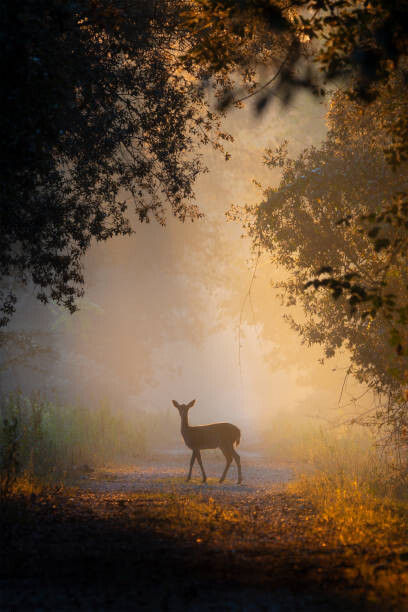 Levně Plakát, Obraz - See the lights,Side view of fallow, PAOLO STOPPANI / 500px, 26.7 × 40 cm