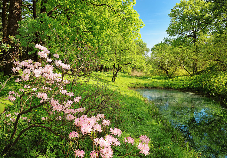 Fototapeta PARK IN THE SPRING