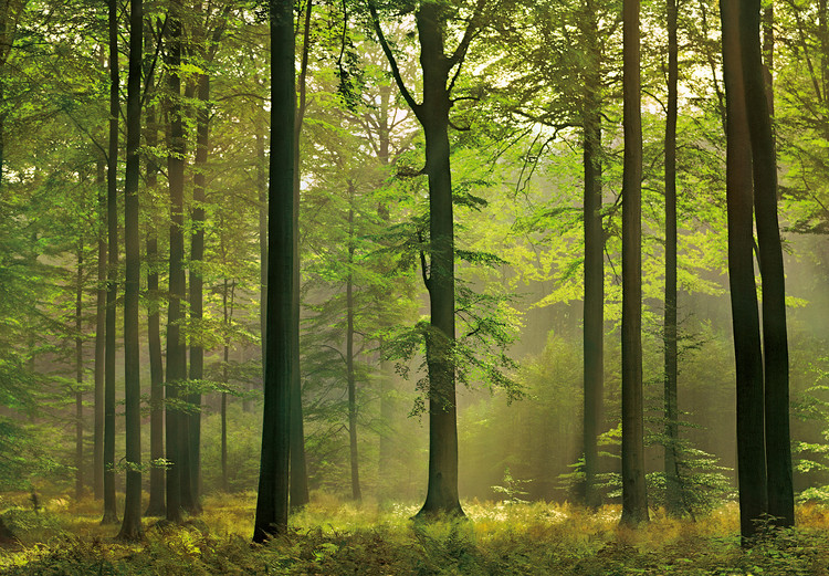 Fototapeta AUTUMN FOREST