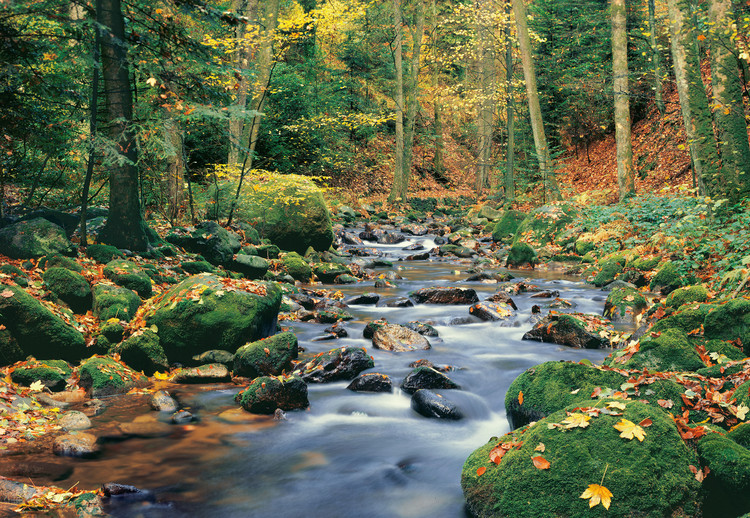 Fototapet FOREST STREAM