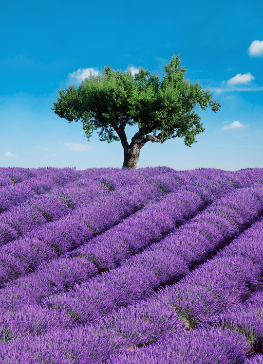 Papier peint PROVENCE