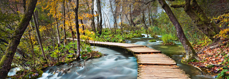 Fotomural PATH INTO THE FOREST