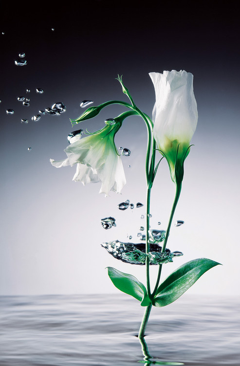Fototapeta WEI YING WU - crystal flowers