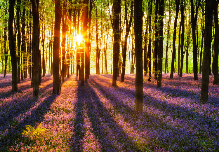 Wall Mural WOODLAND AT DAWN