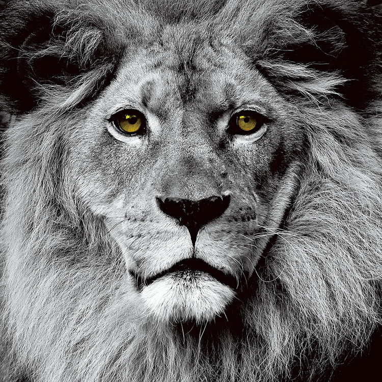 Glasbilder Lion - Pride b&w