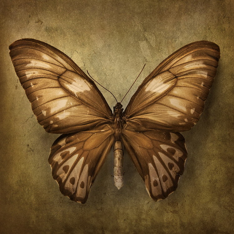 Glasbilder Butterfly - Brown