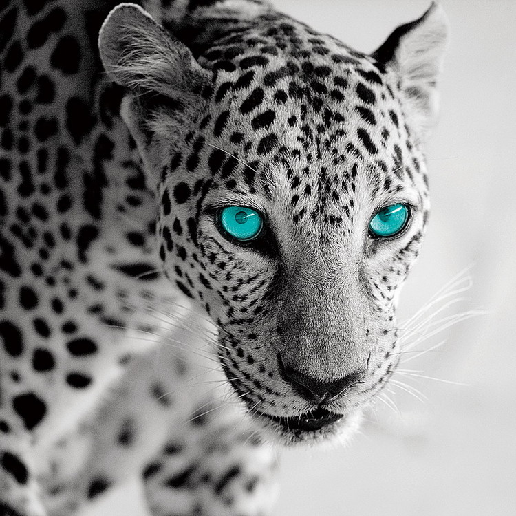 Glasbilder Leopard b&w