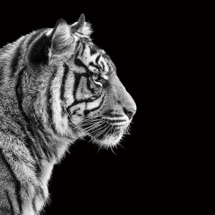 Glasbilder Tiger - Head b&w