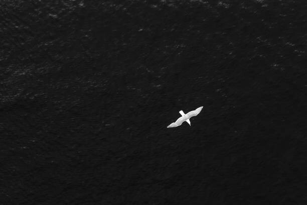Plakát, Obraz - High angle POV of bird flying over the ocean, Gabriel Mello, 40 × 26.7 cm