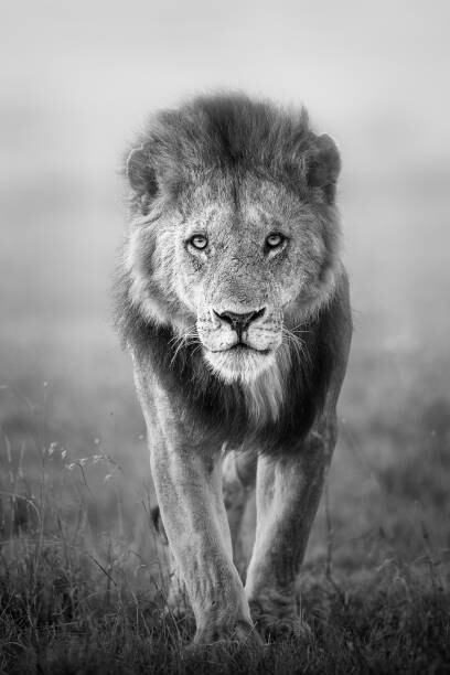 Levně Plakát, Obraz - Face to Face with Male Lion, Vicki Jauron, Babylon and Beyond Photography, 26.7 × 40 cm