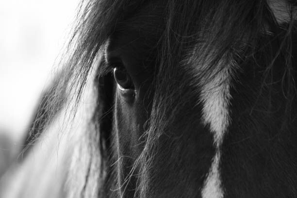 Plakát, Obraz - The Window To The Soul, Christine Rose Photography, 40 × 26.7 cm