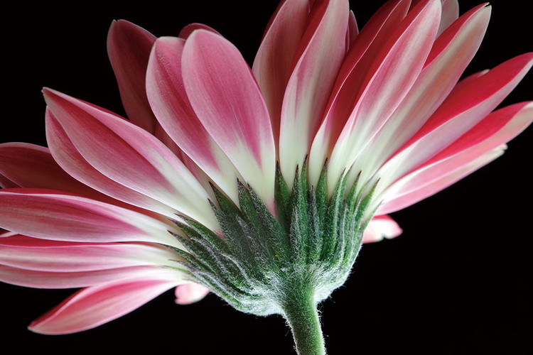 Glasbilder Gerbera - Pink