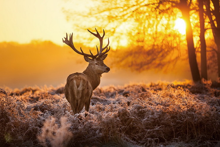 Glasbilder Deer - Sunny Forest