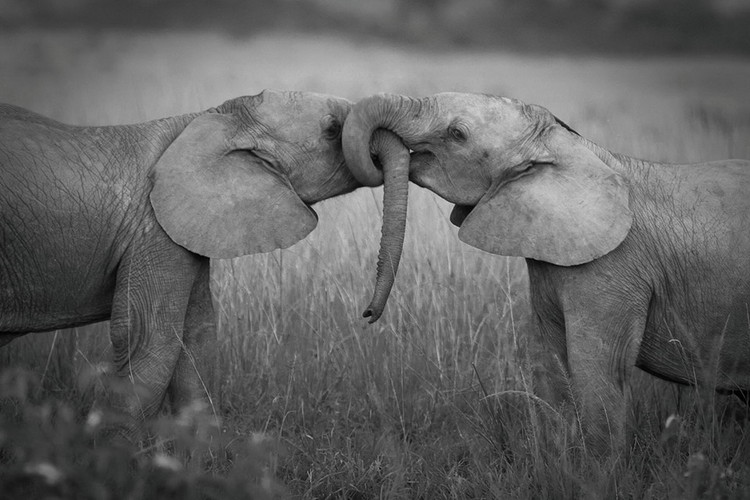 Glasbilder Elephants - Love