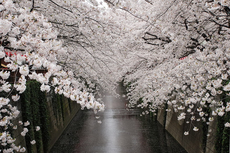 Glasbilder Path - White Blossoms