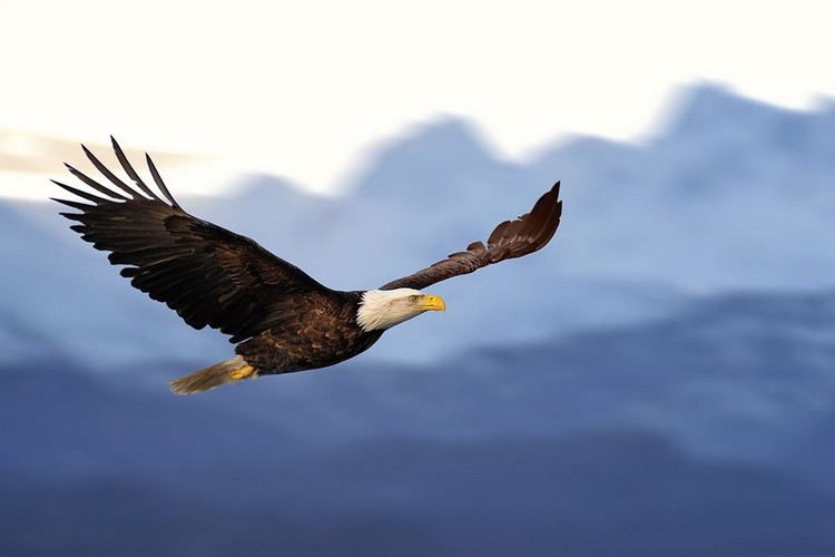 Glasbilder Flying Eagle