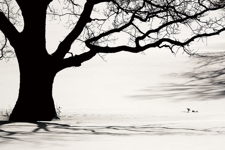 Glasbilder Tree - Black and White
