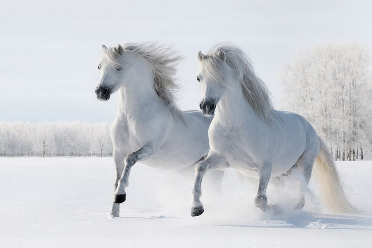 Glasbilder Horses - Two White Horses