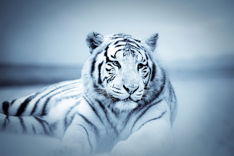 Glasbilder Tiger - White Tiger