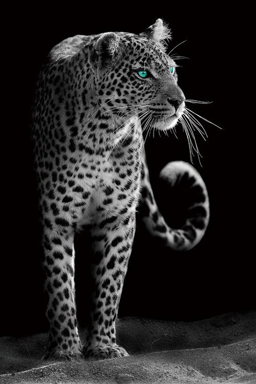 Glasbilder Gepard - Black and White