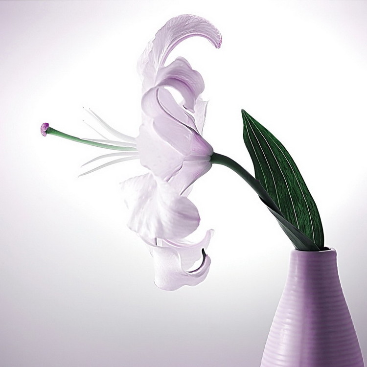 Glasbilder White Blossom - Flower
