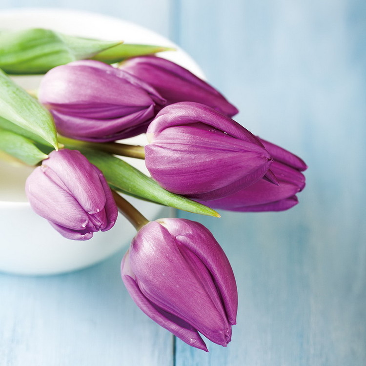 Purple Tulipans Glassbilder