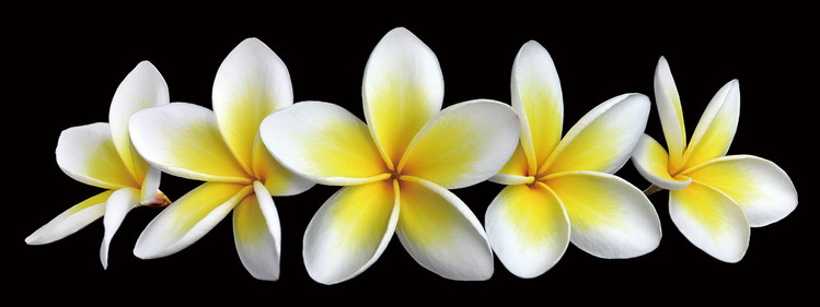 Glasbilder White Orchid
