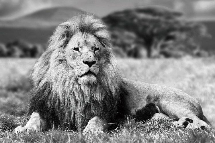 Glasbilder Lion - Lying b&w