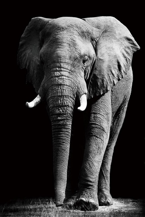 Glasbilder Elephant - Standing b&w