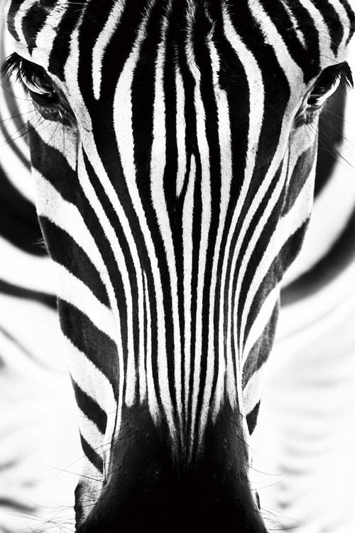 Glasbilder Zebra - Head