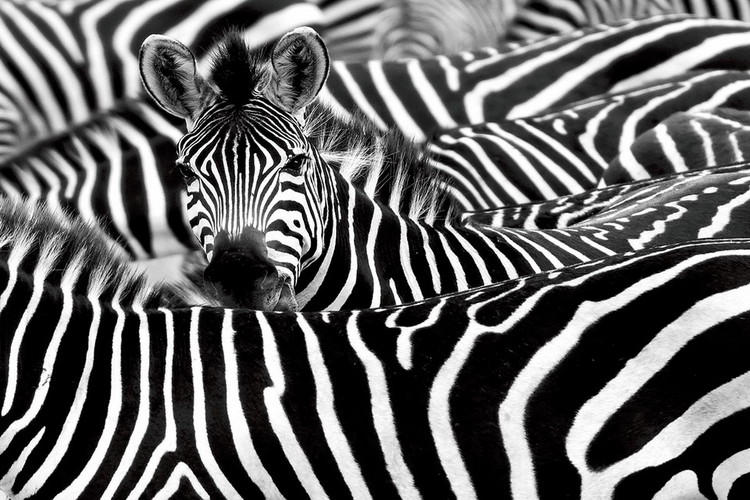Glasbilder Zebra - Many Zebras