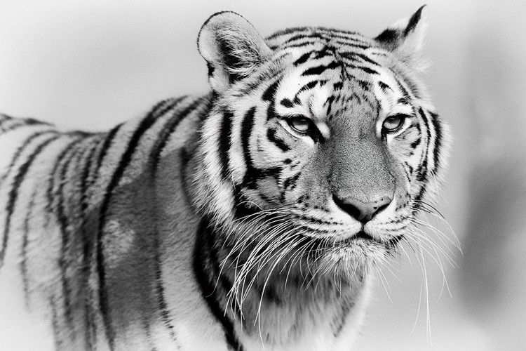 Glasbilder Tiger - Walking b&w