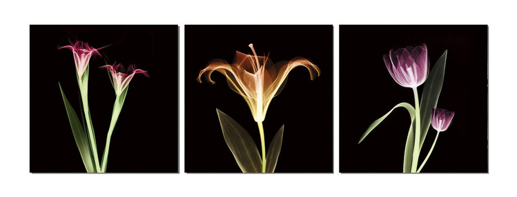 Flowers - X-Ray Mounted Art Print