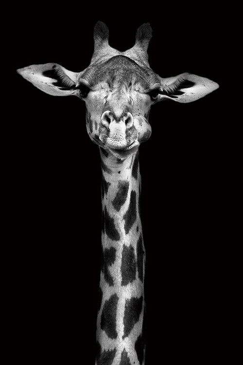 Glasbilder Giraffe - Head b&w