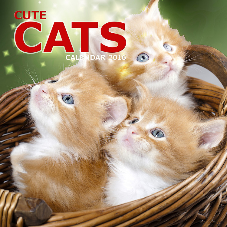 Kalender 2027 Gattini