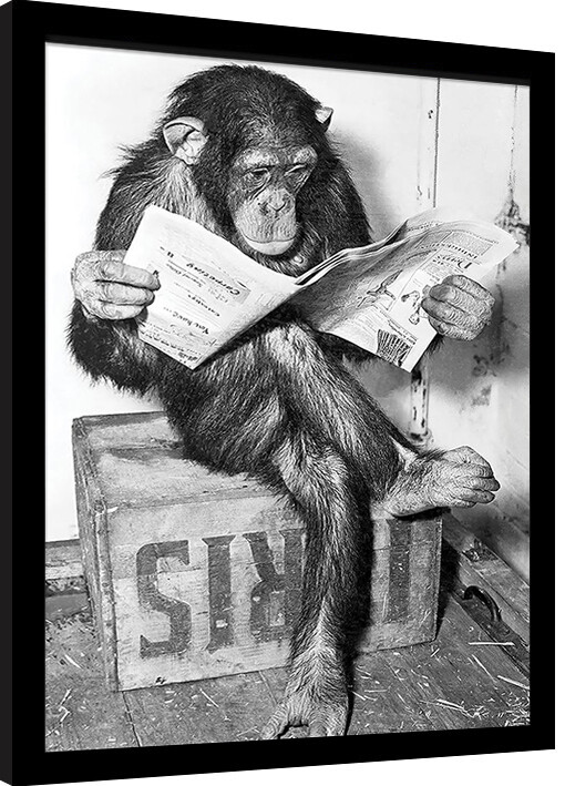Innrammet plakat Ada Ingram - Chimp News