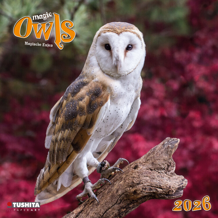 Naptár 2027 Magic Owls