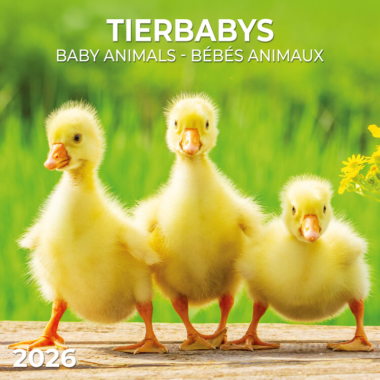 Kalender 2027 Baby Animals