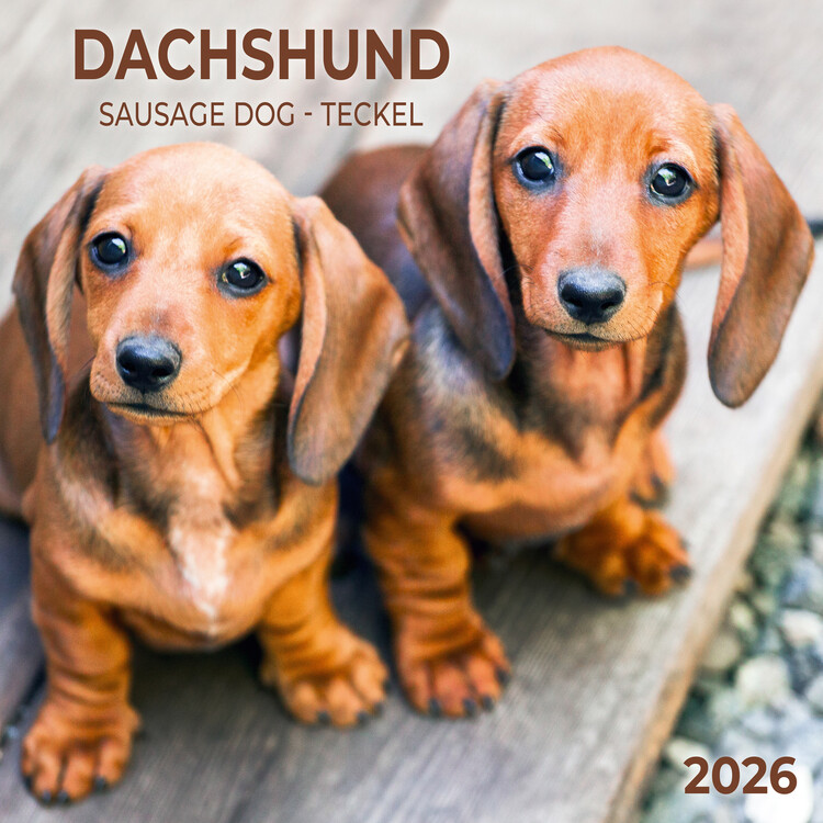 Calendario 2027 Dachshund