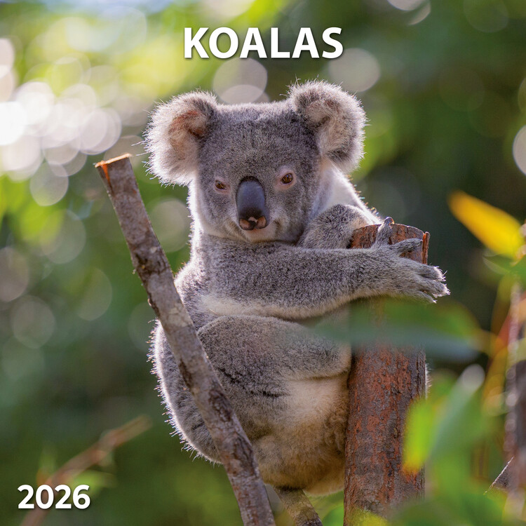 Naptár 2027 Koalas