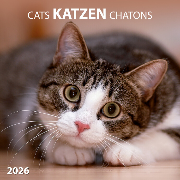 Naptár 2027 Cats
