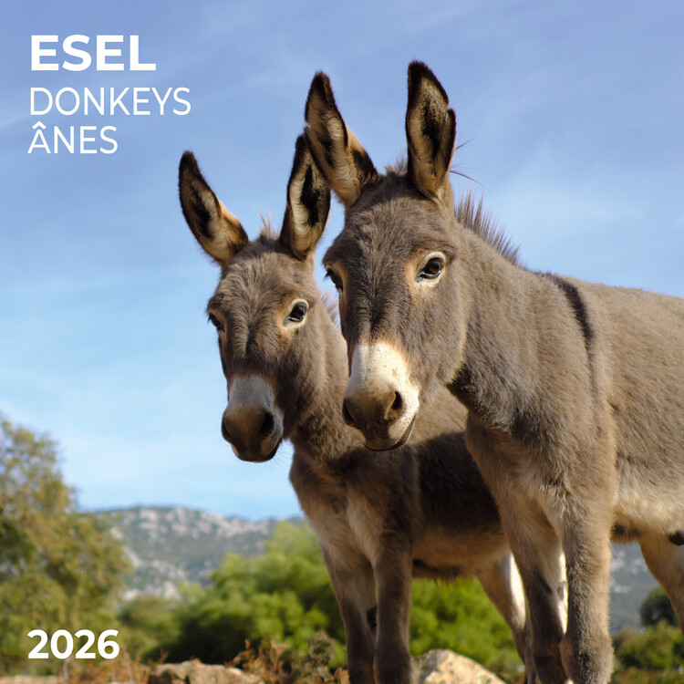 Naptár 2027 Donkeys