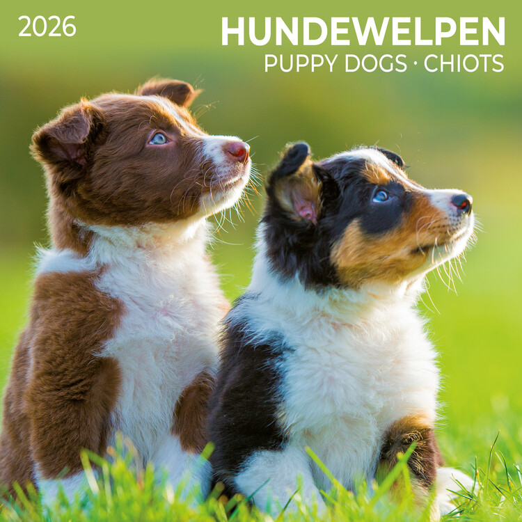 Kalender 2027 Puppy Dogs