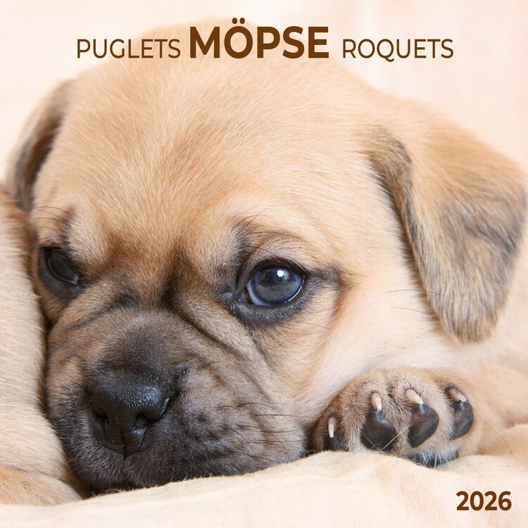 Calendario 2027 Möpse
