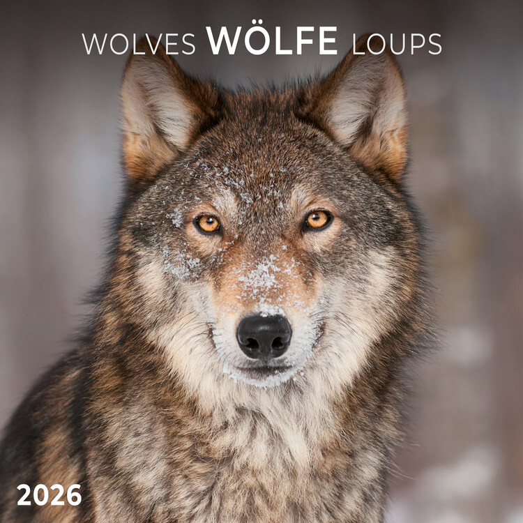 Kalender 2027 Wolves