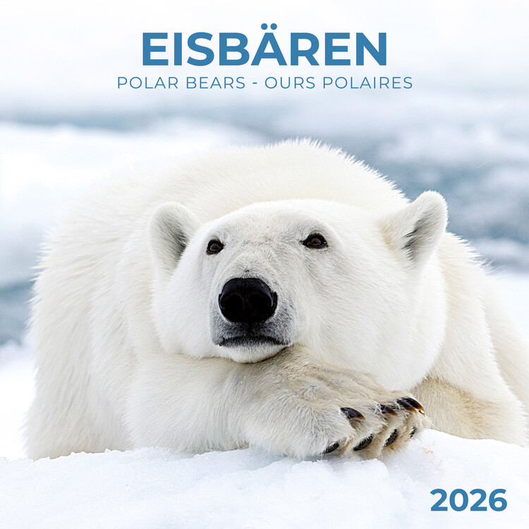 Kalendár 2027 Polar Bears