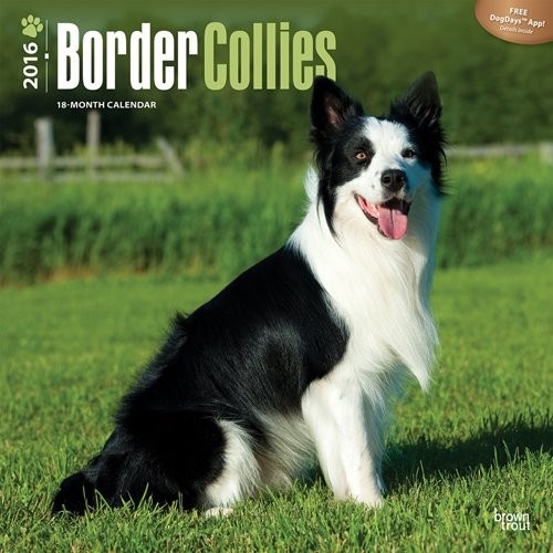 Naptár 2027 Border collie