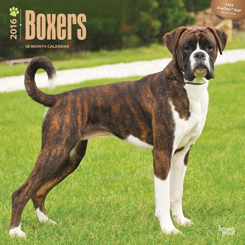 Kalender 2027 Deutscher Boxer