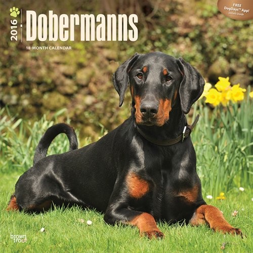 Calendario 2027 Dobermann