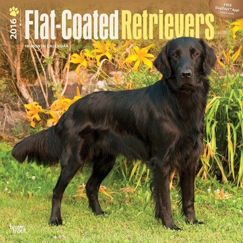 Naptár 2027 Simaszőrű retriever